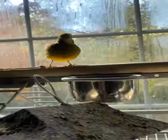 Canary