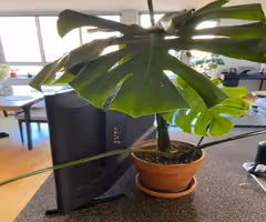 Monstera plant