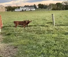 2 Red Heifer Calves