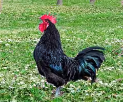 Roosters