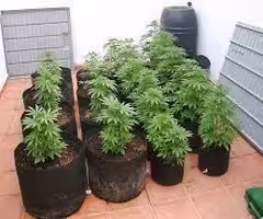 Free plant with purchase of Fancy Pot