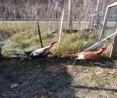 Turkey gobblers