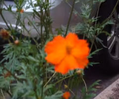 Coreopsis Seeds for 2024 Flowers