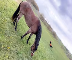 Bay Roan Registered Nokota Mare