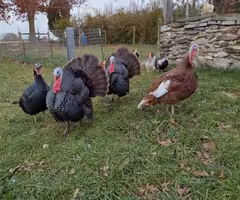Turkeys