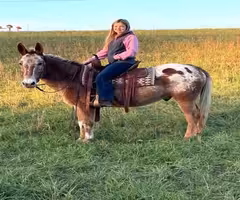 Appaloosa  Mule