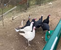 Turkeys heritage breed organic thanksgiving day turkey
