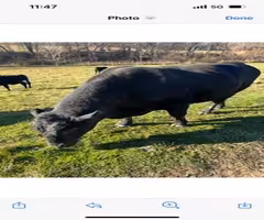 Black angus bull